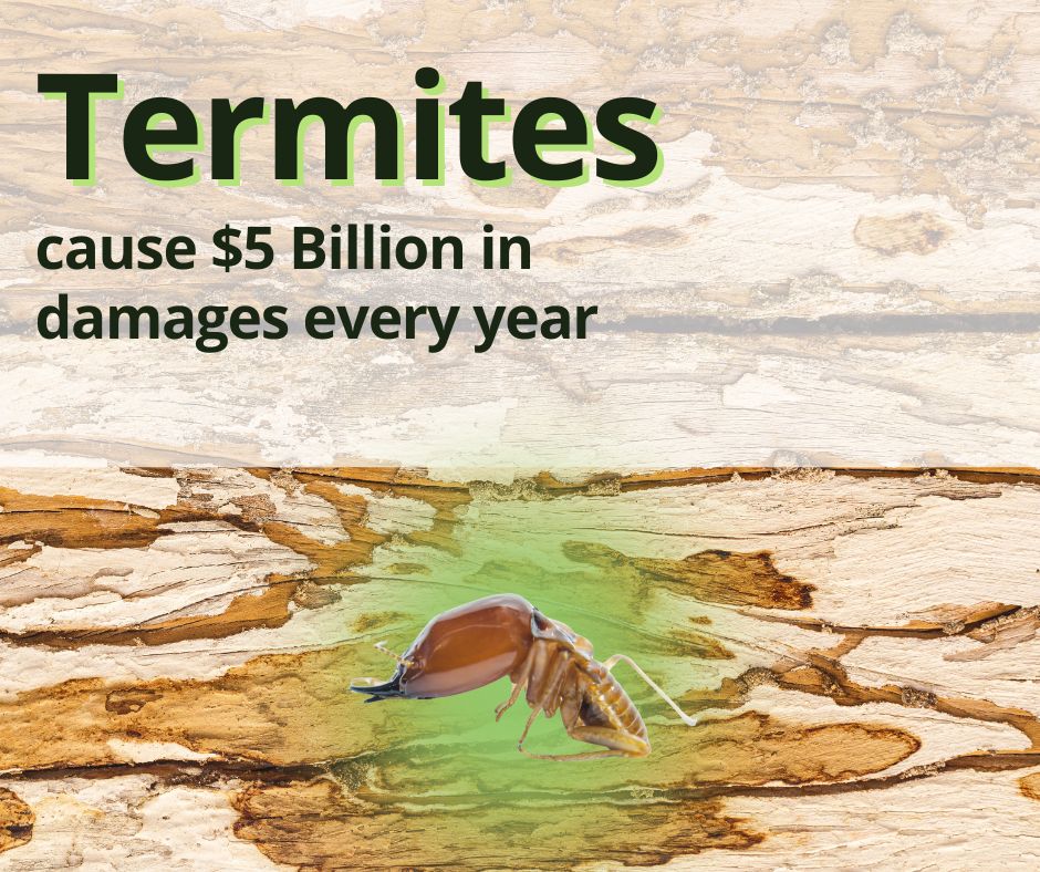 termites cause financial and structural damage