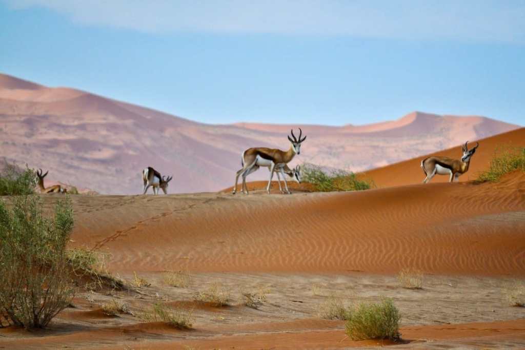 Antelope in Namibian desert