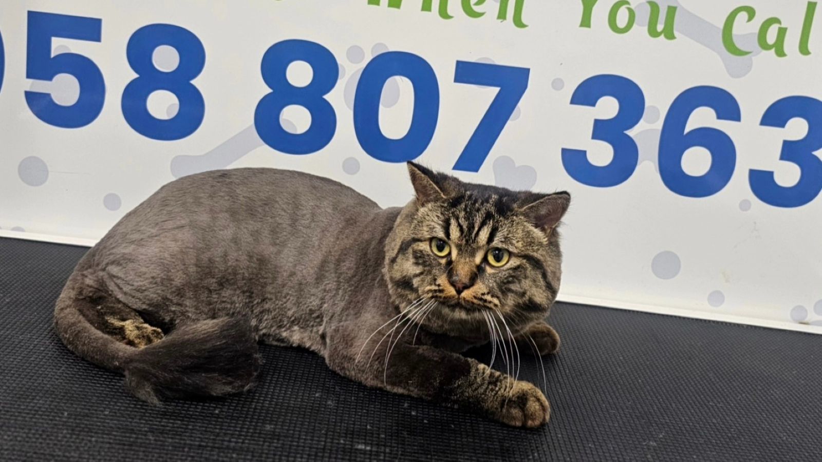 A cat is lying down on the black table and relaxing.
