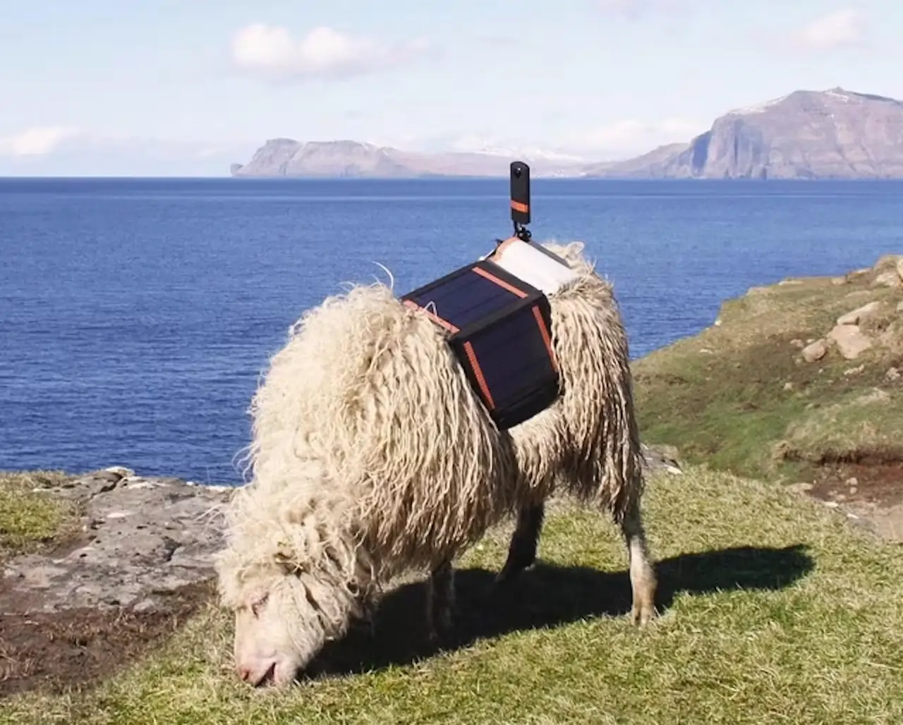 sheep with camera