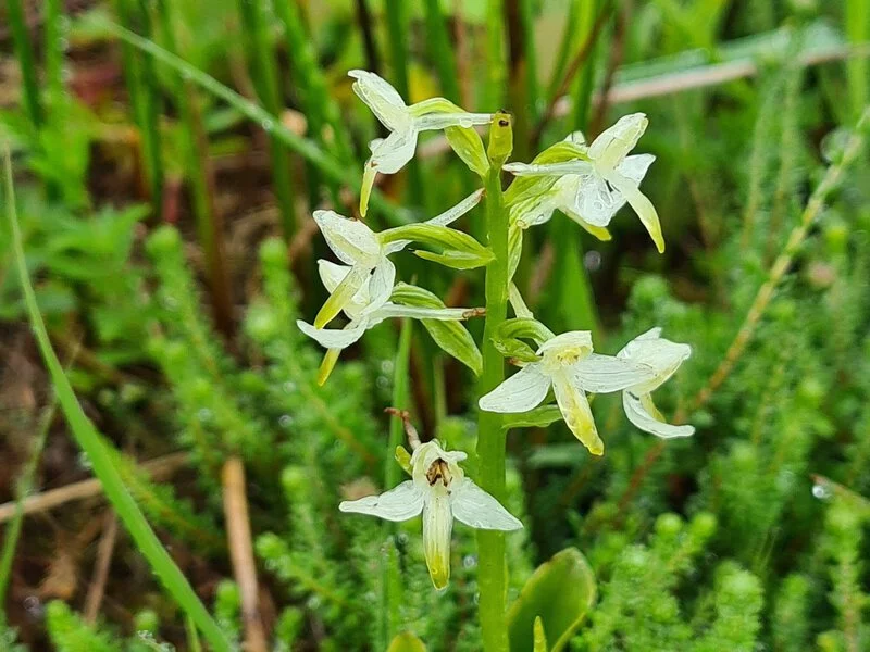 Welriekende nachtorchis