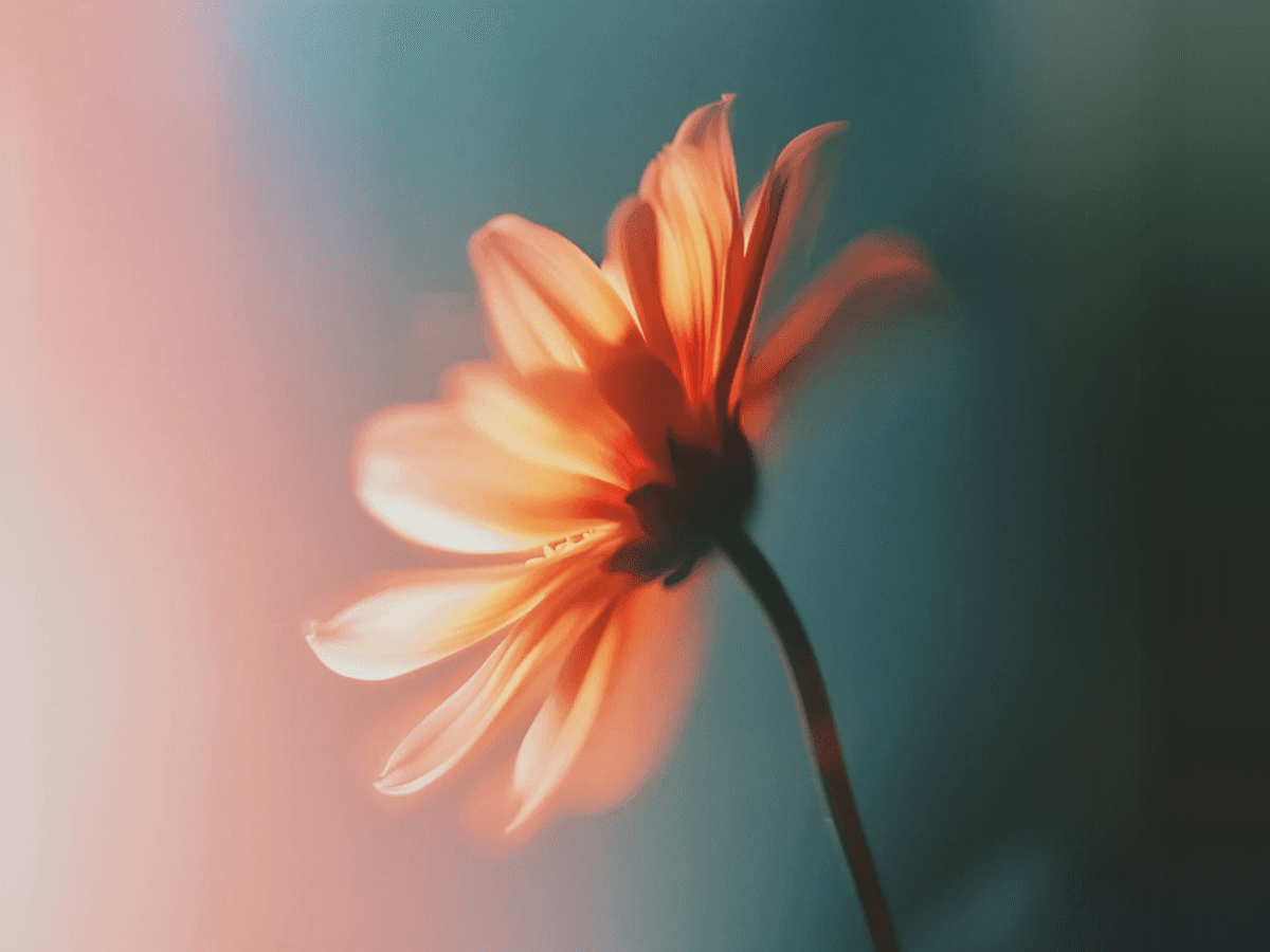 Botanical photography series celebrating rich seasonal flowers and vibrant natural color for Flora Journal