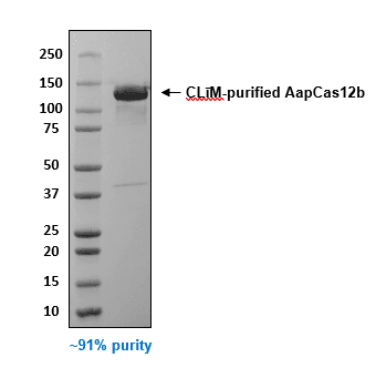SDS-PAGE purity analysis of purified AapCas12b CRISPR Cas12b protein