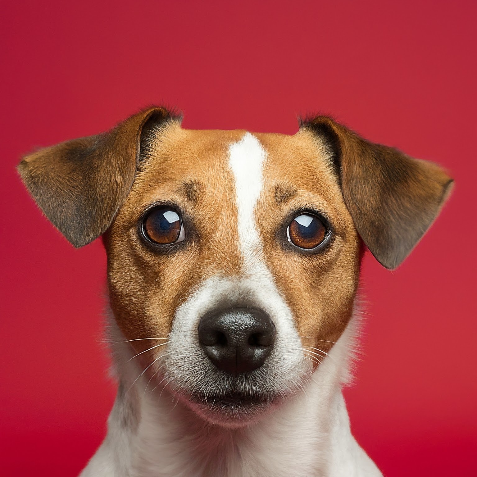 BUDDYUNO, Jack Russell Terrier