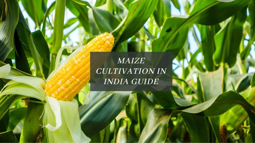 Maize Cultivation in India