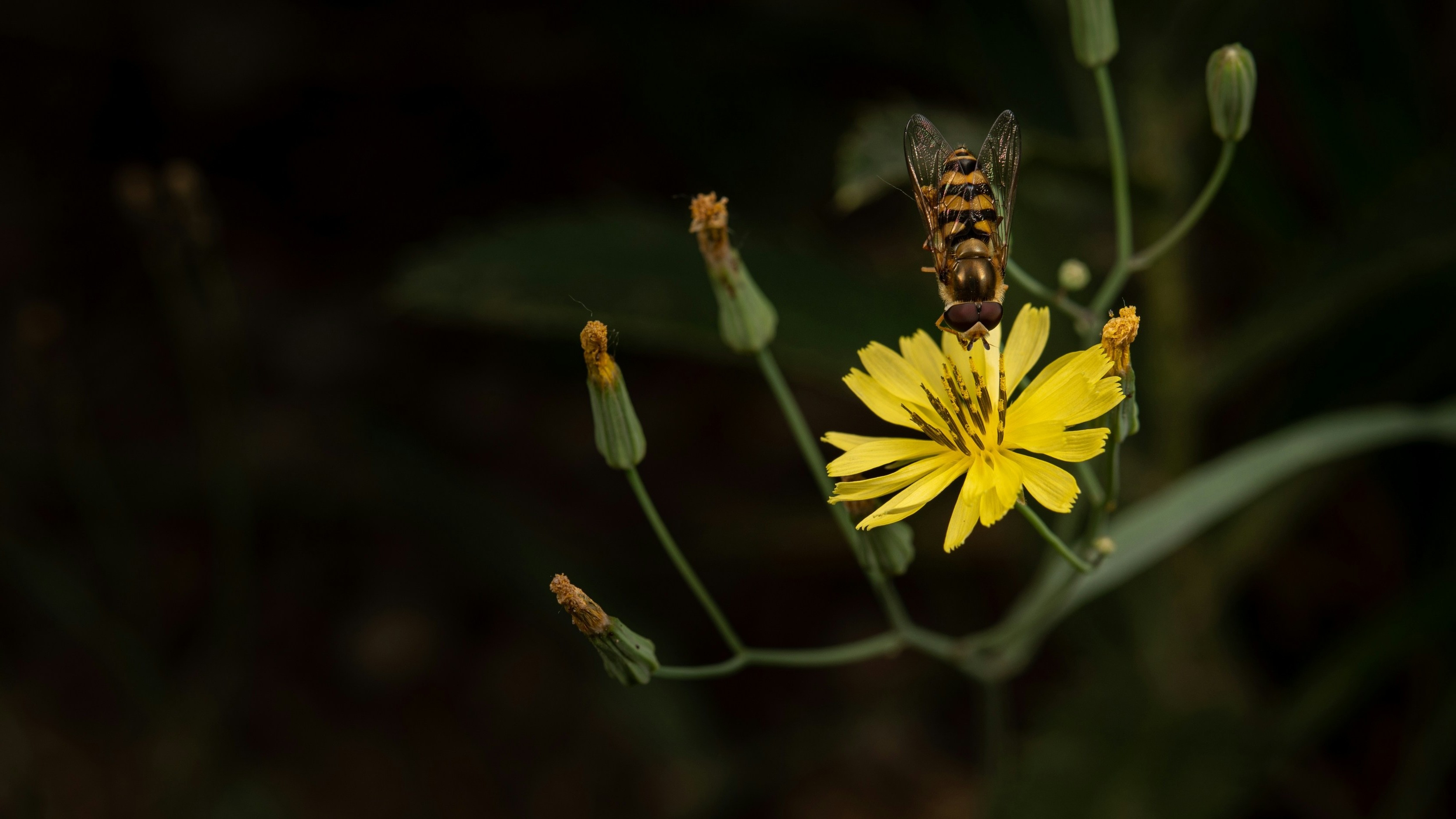 Genogra Geno Gra Genomics Software pangenomic pan genomic DNA RNA data 