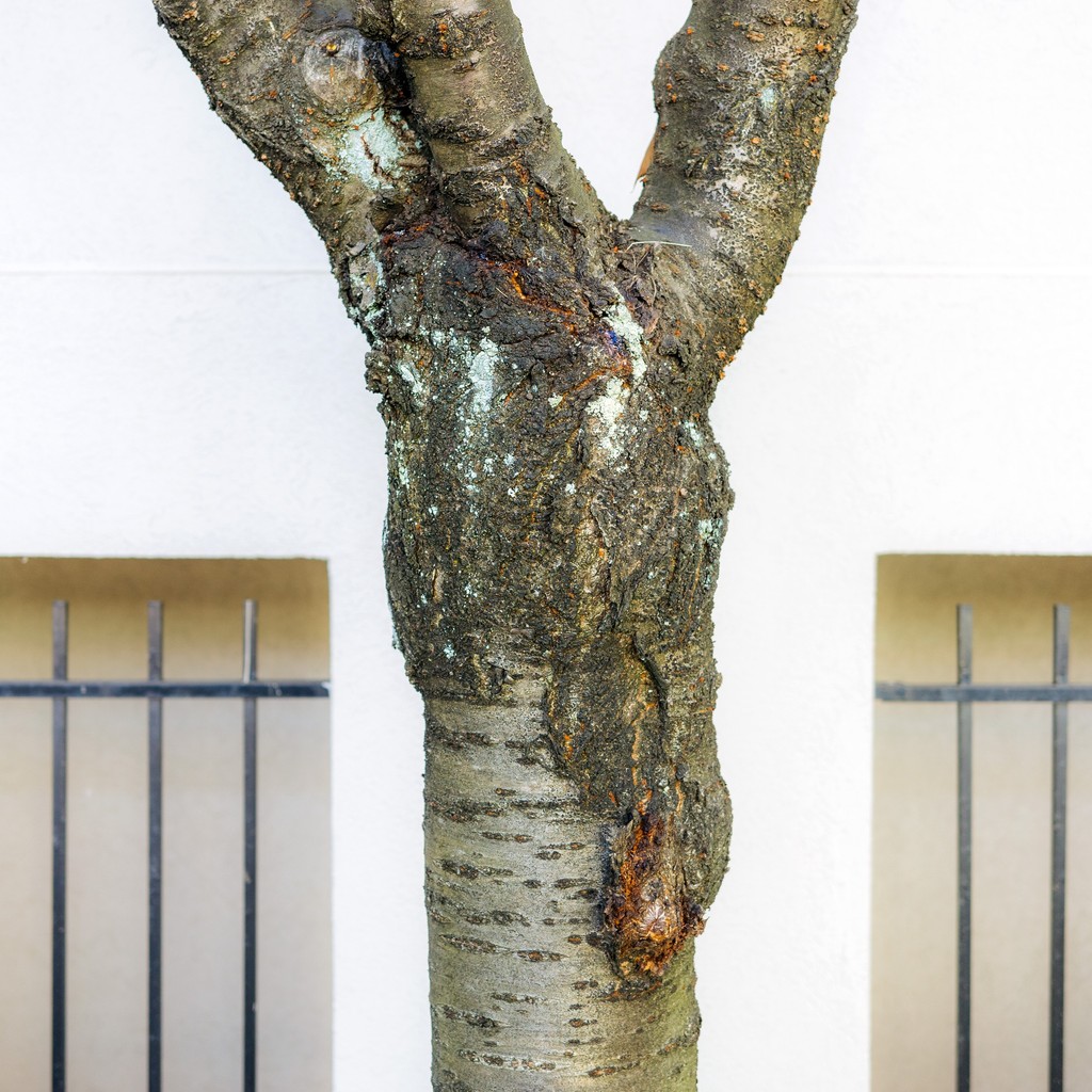 Close-up of a textured tree trunk with a forked branch, set against a backdrop of white walls and iron bars.