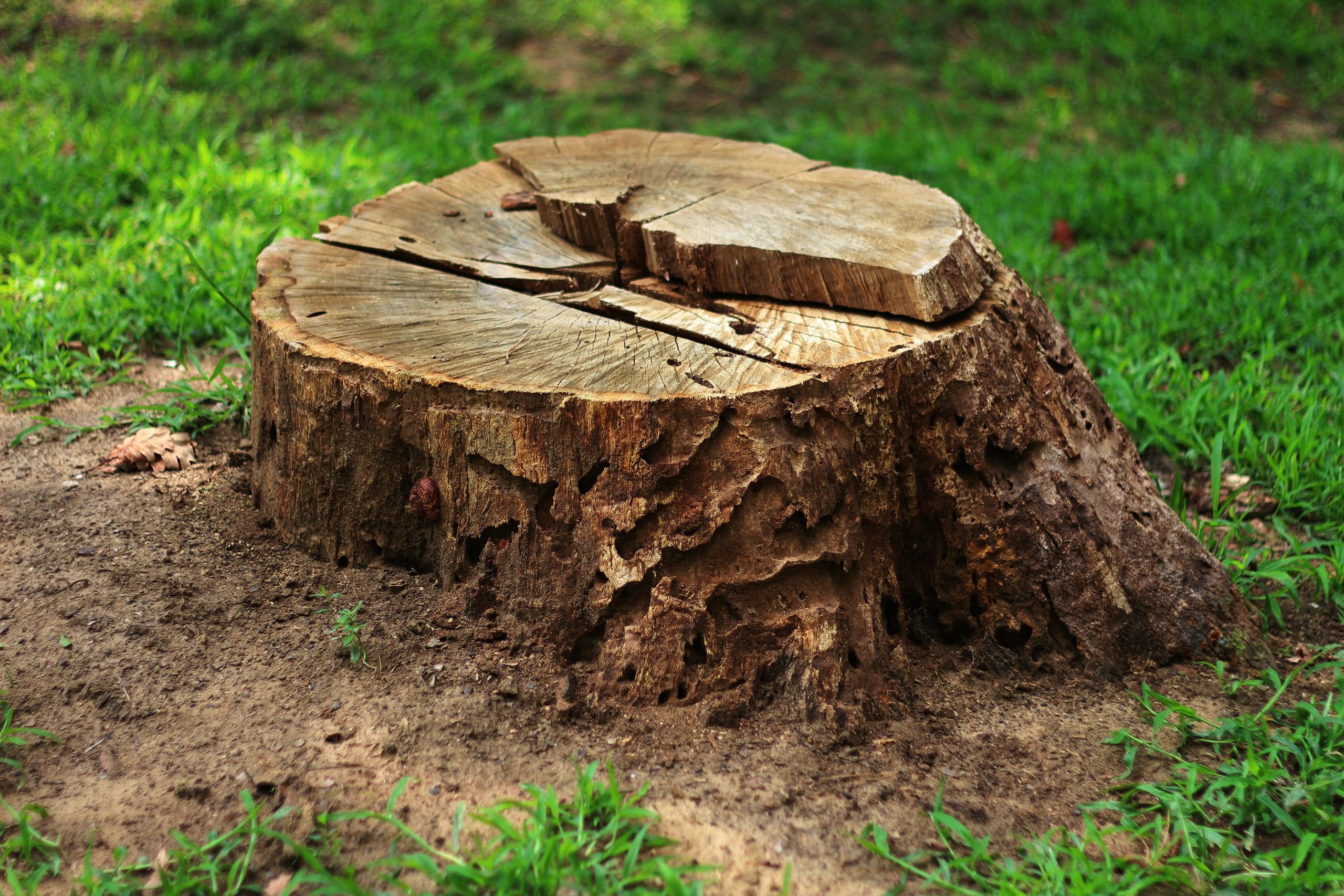 Stump removal and grinding