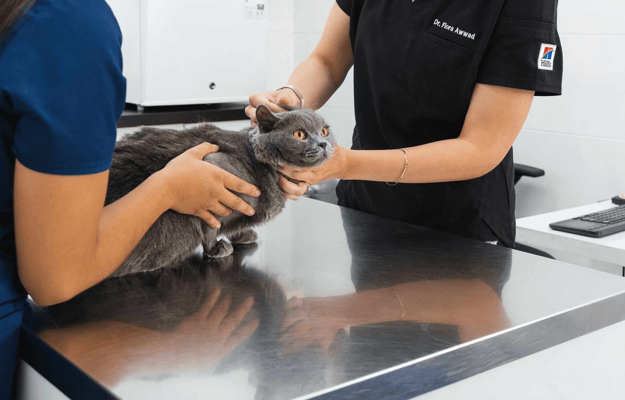 A veterinarian in a blue shirt is holding the gray cat gently while another veterinarian massages the cat's ear during cleaning.