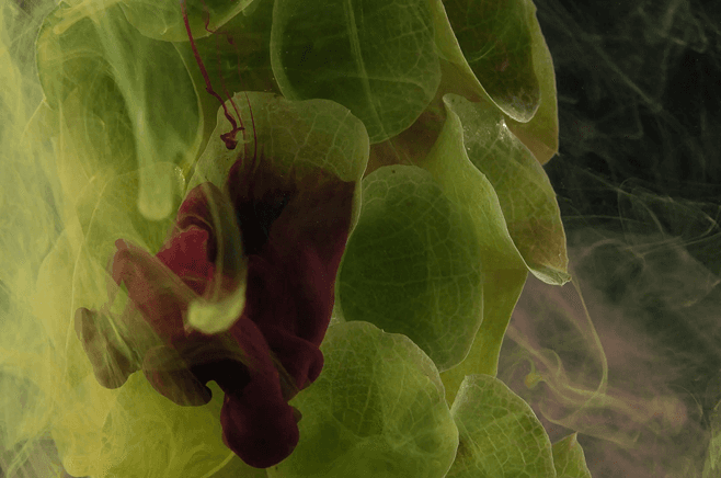 A dark, moody close-up of layered green leaves with swirling yellow-green smoke and a deep red flower partially emerging from the shadows.