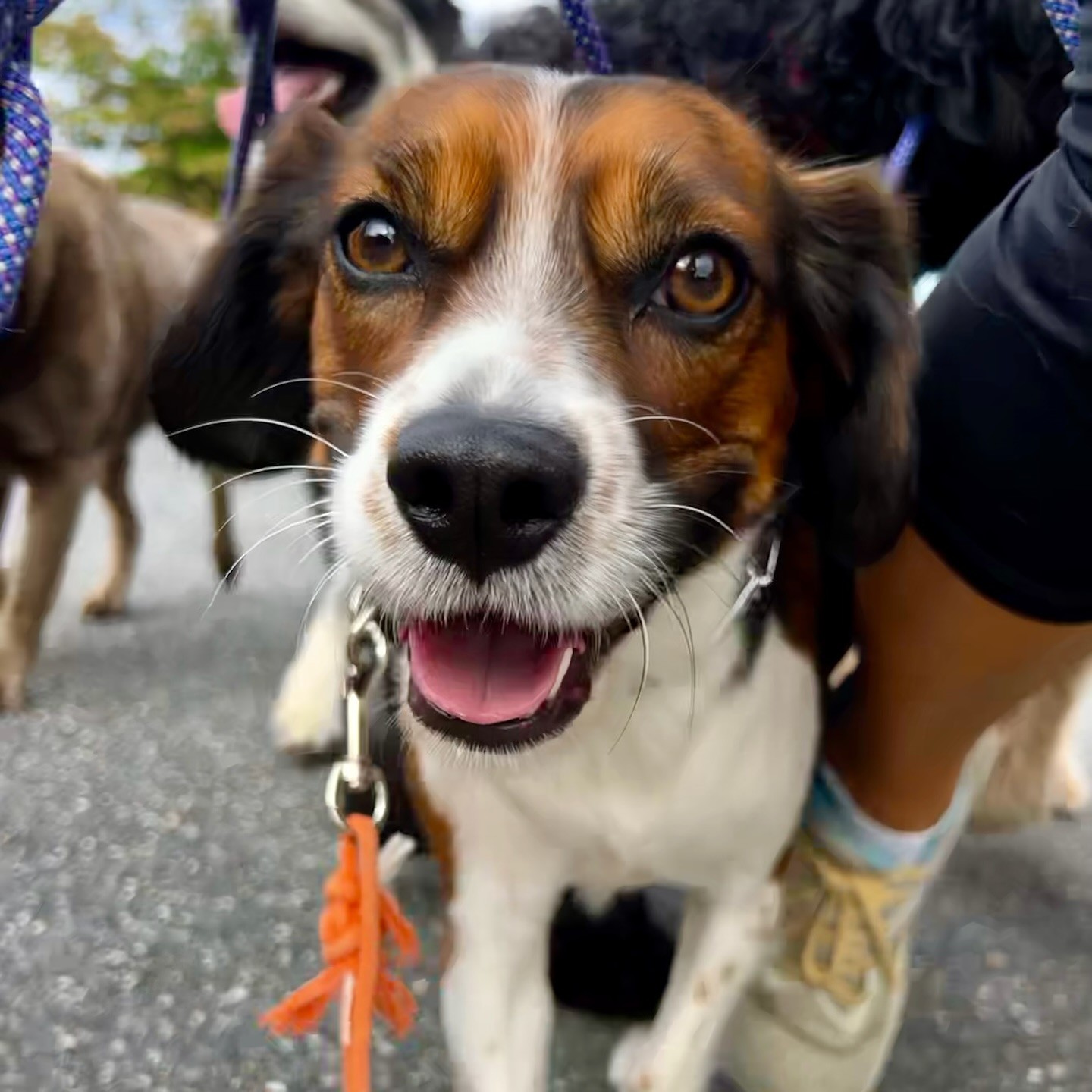 A tricolor dog on leash during private dog walking in Severna Park, Maryland