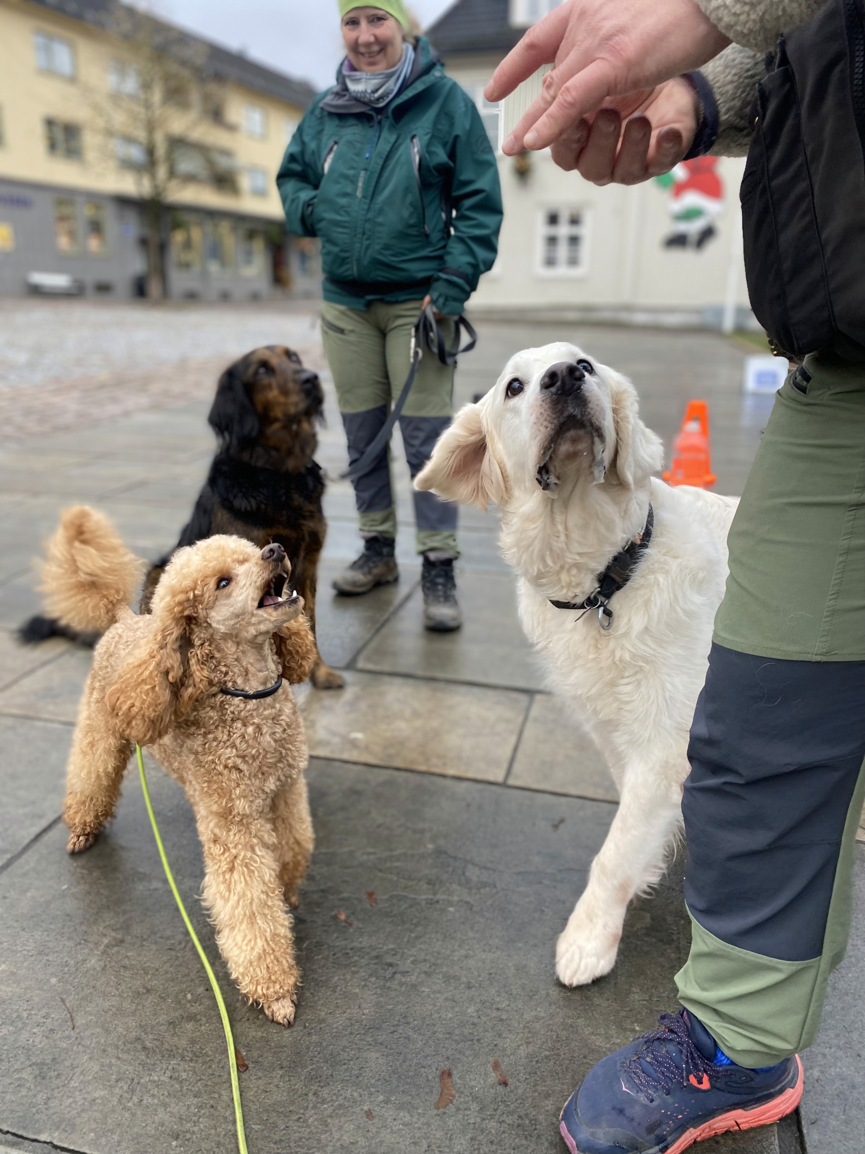 Dog photo