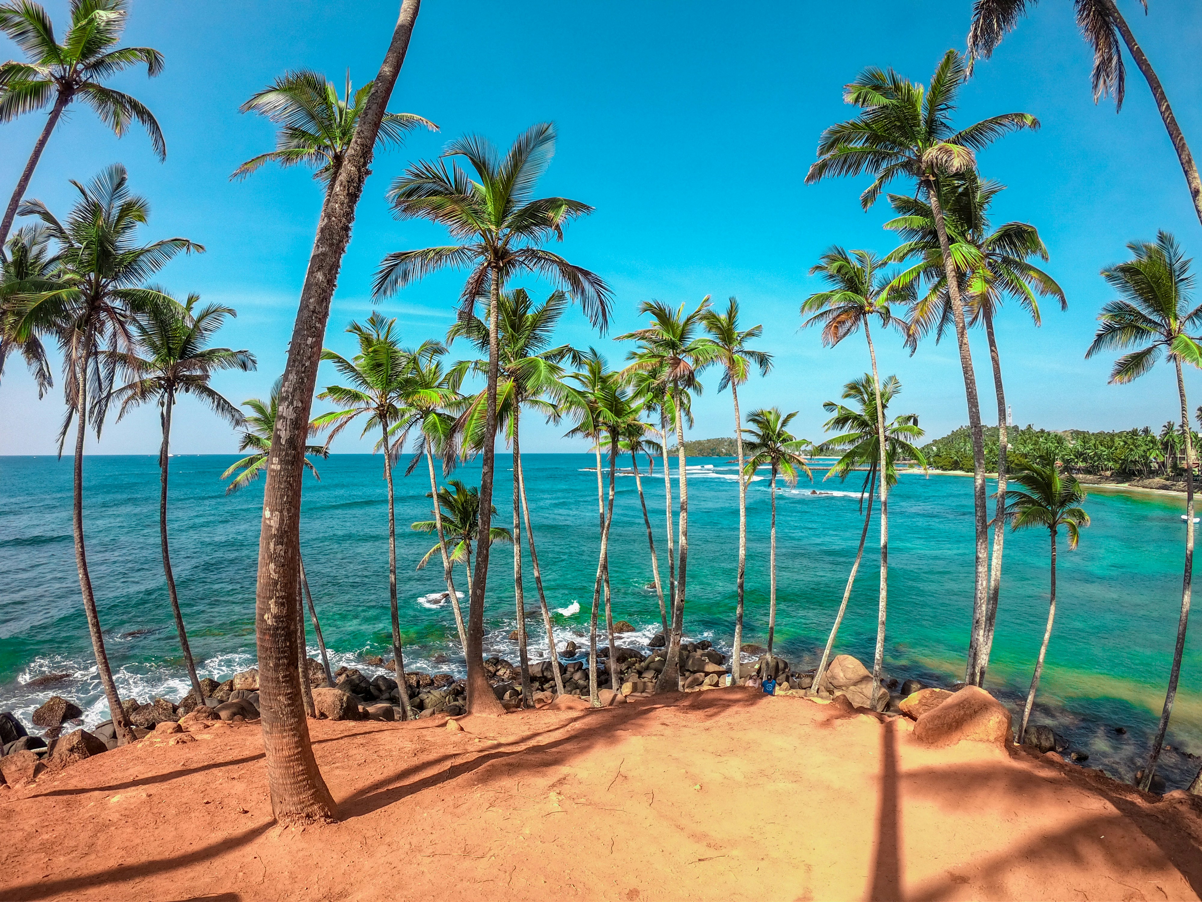 palm trees on beach shore during daytime
