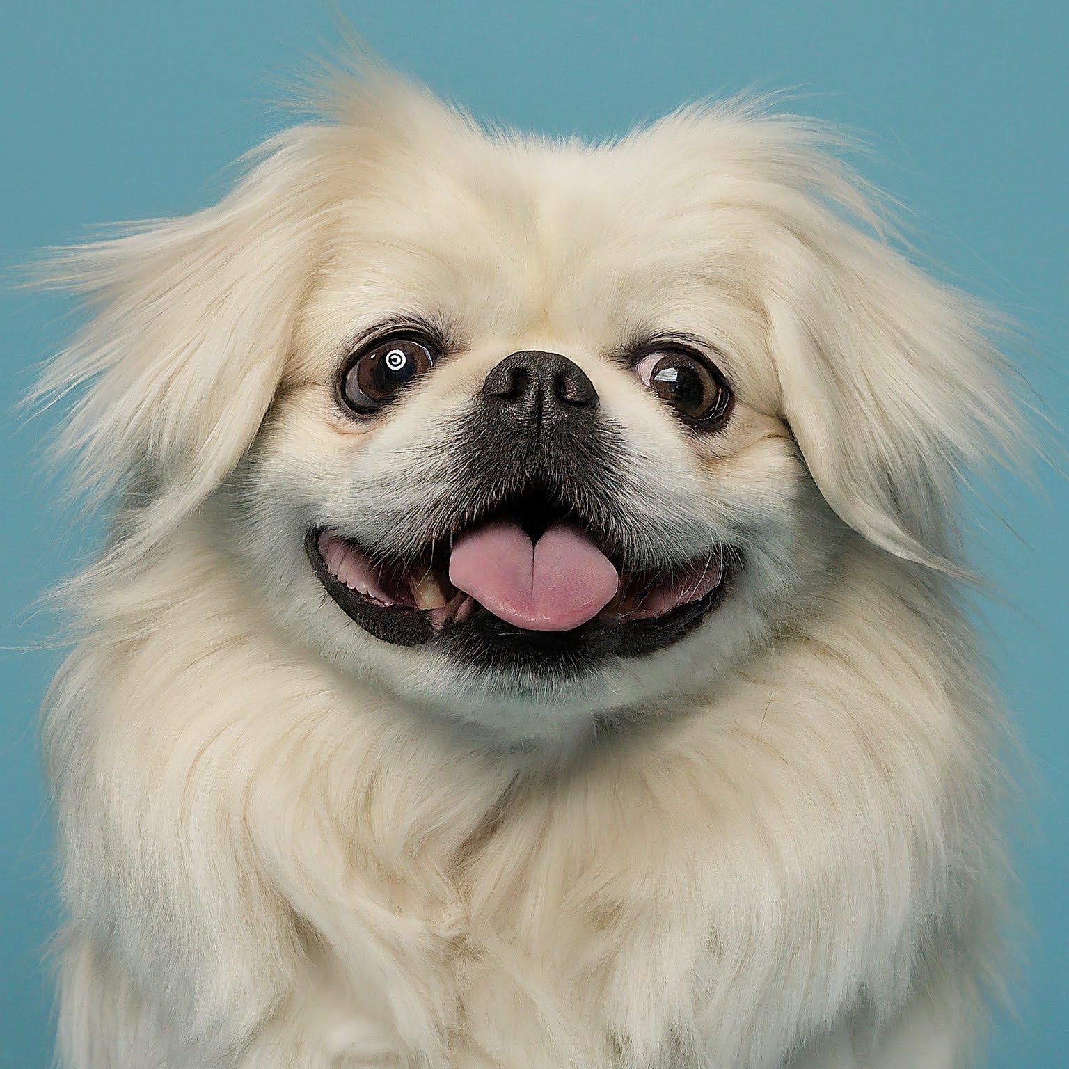 BUDDYUNO, Pekingese