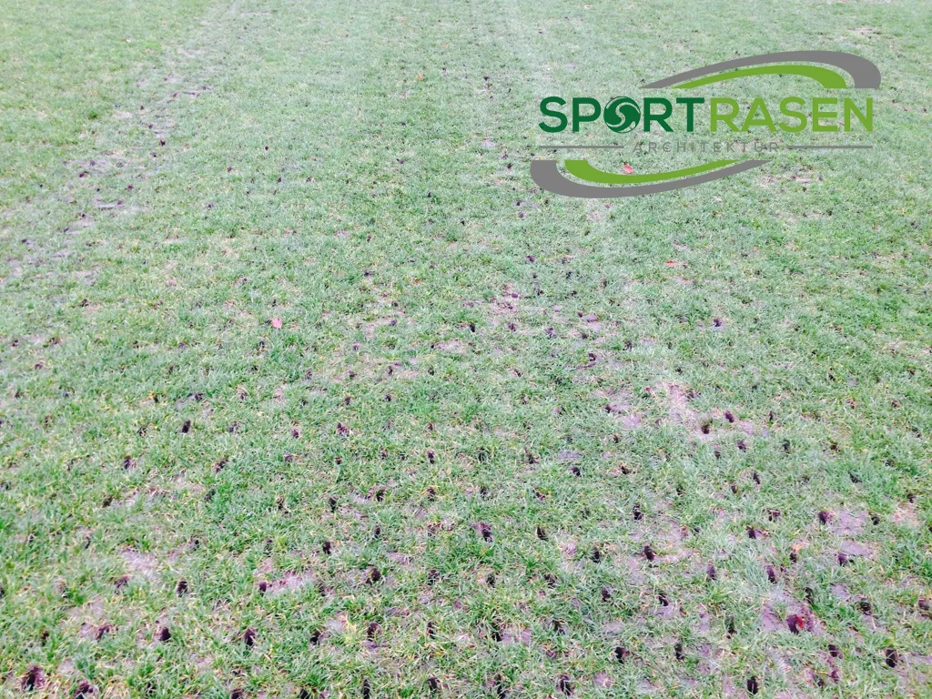 Rasenpflege im Herbst: Rasen für den Winter vorbereiten