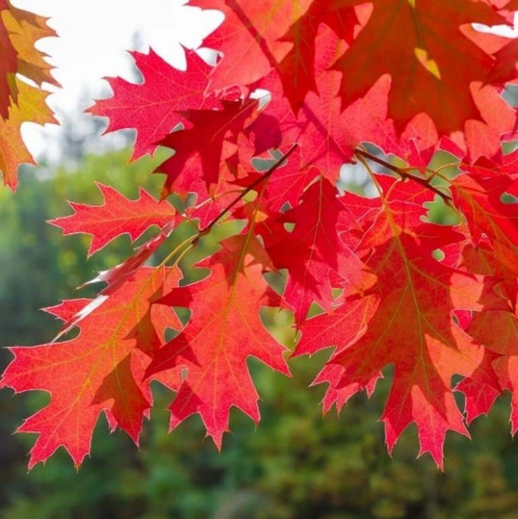 Red Oak (Quercus rubra)