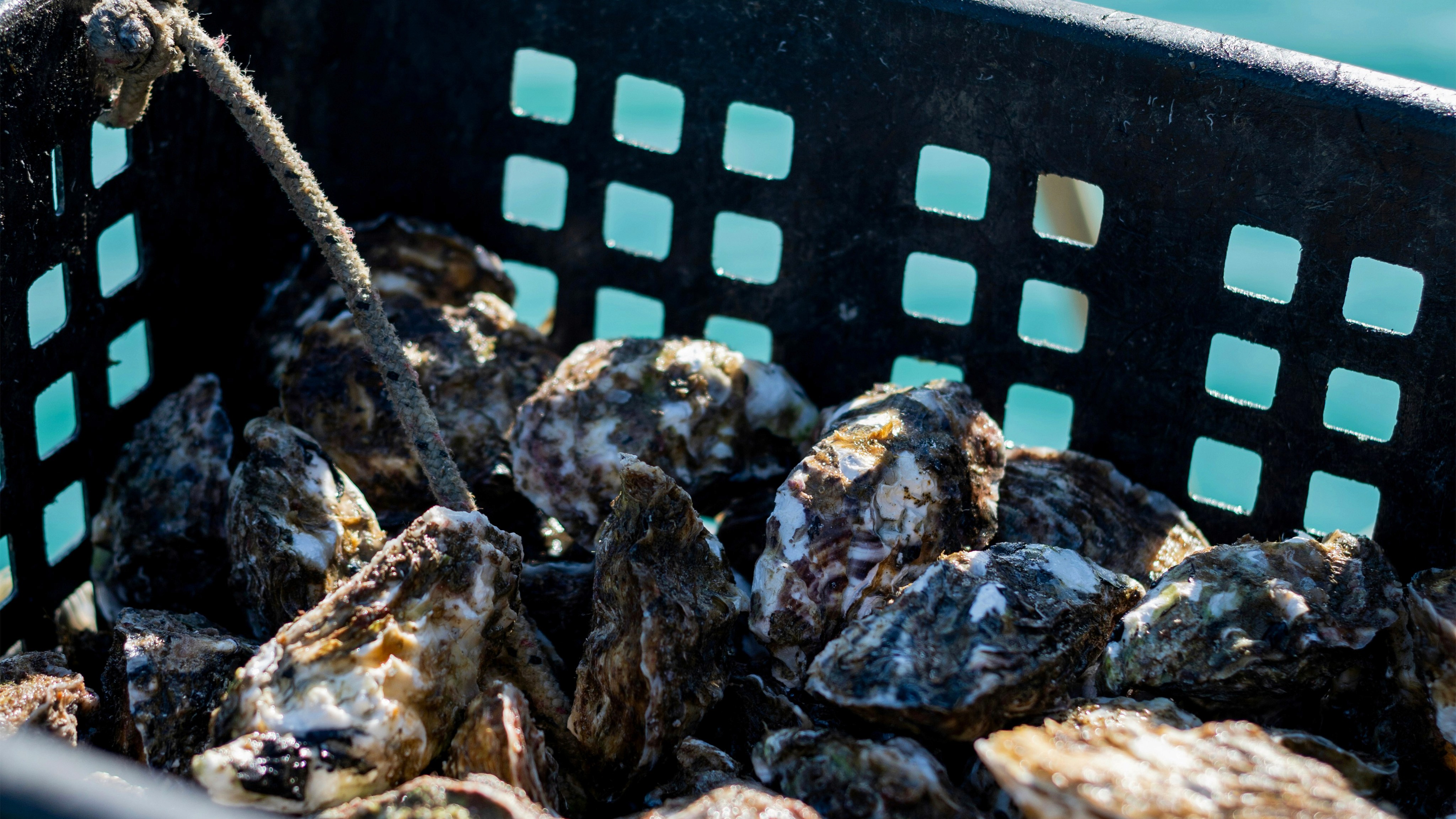 Basket filled with harvested oysters.