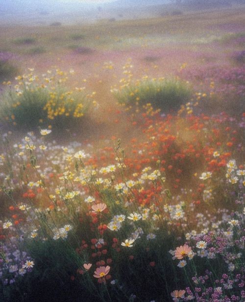painting of a meadow of wildflowers