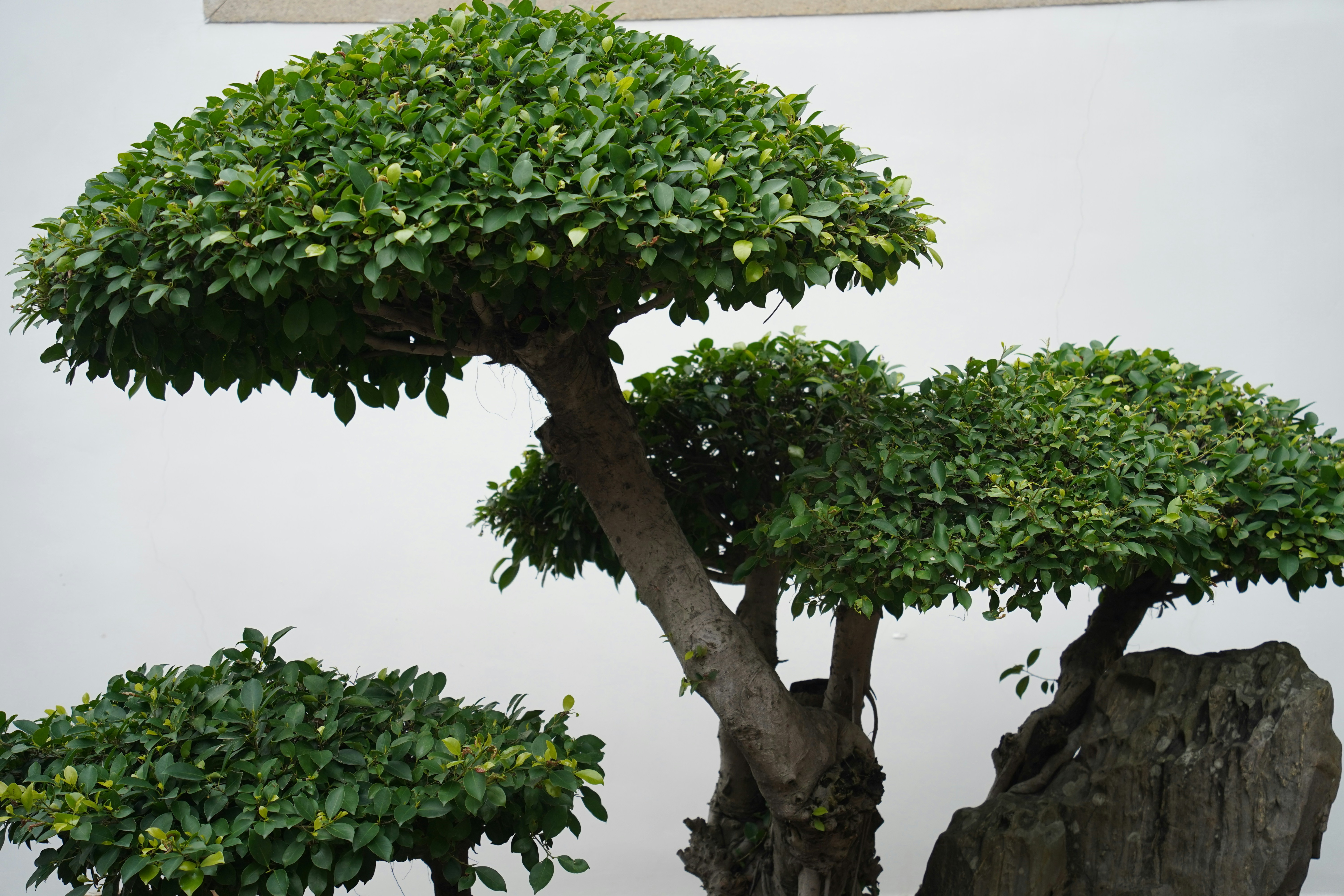 Beautiful landscaped garden with greenery and outdoor design elements.