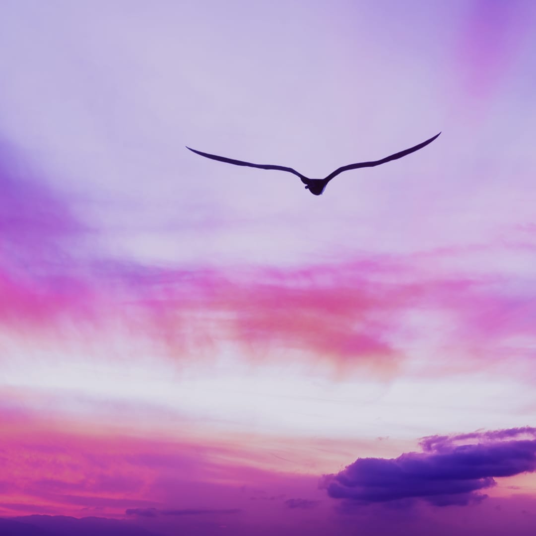 A bird soaring in the sky representing unbiased and untethered advice