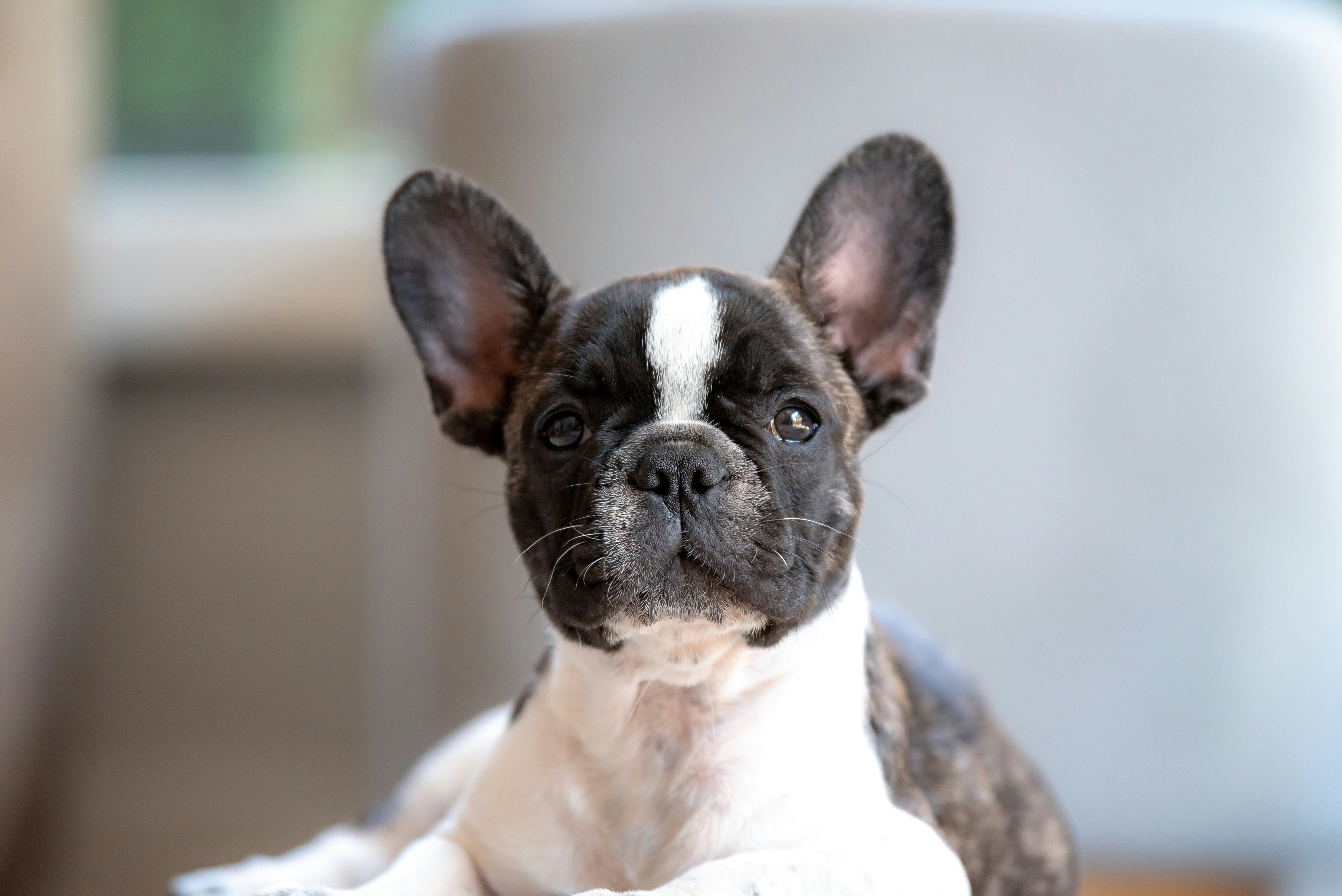 A Black and White French Bulldog Puppy From Clearwater French Bulldogs