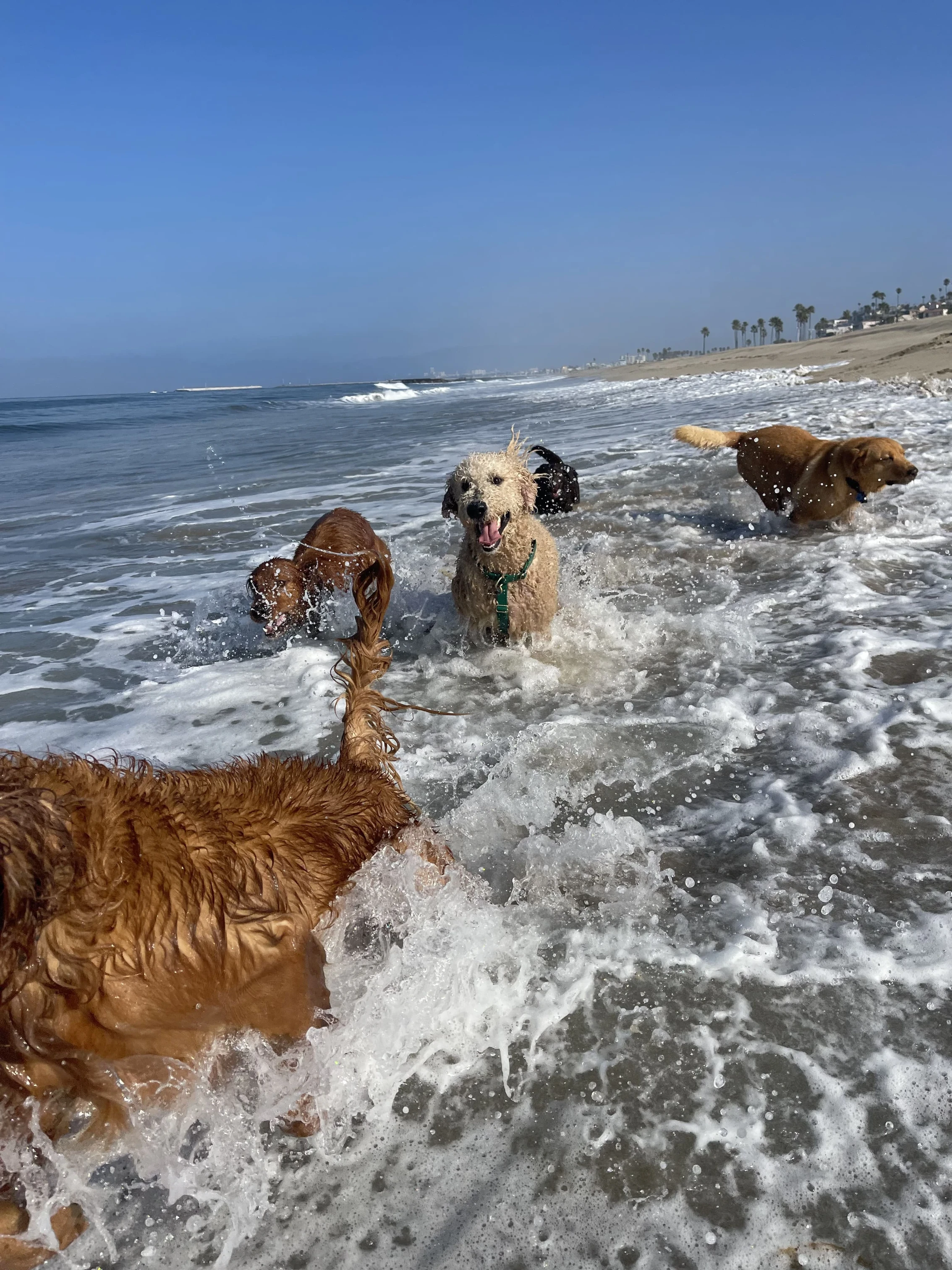 Dogs splashing through the surf on a beach day