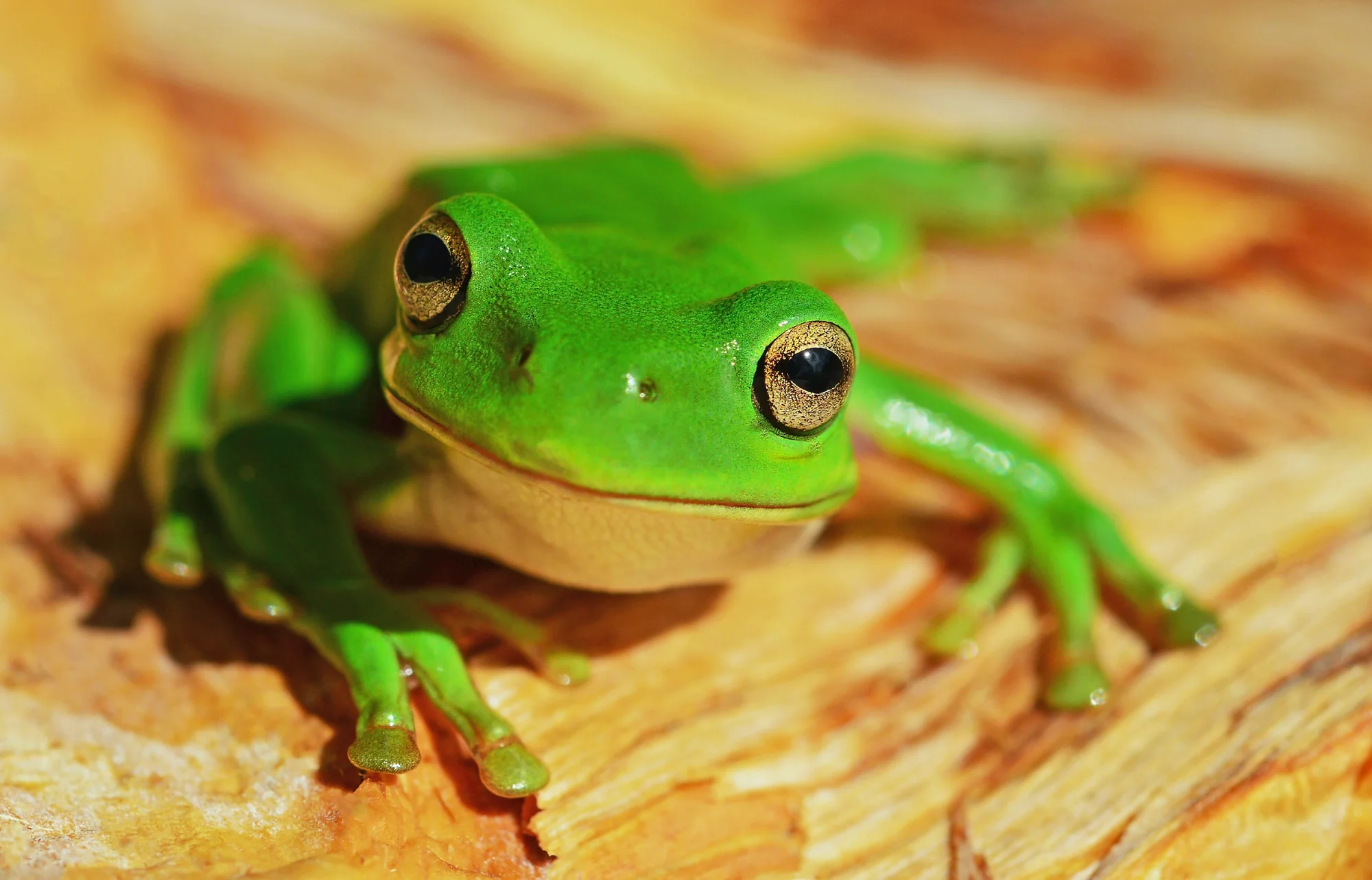 Bright green tree frog sitting on wooden surface looking at camera