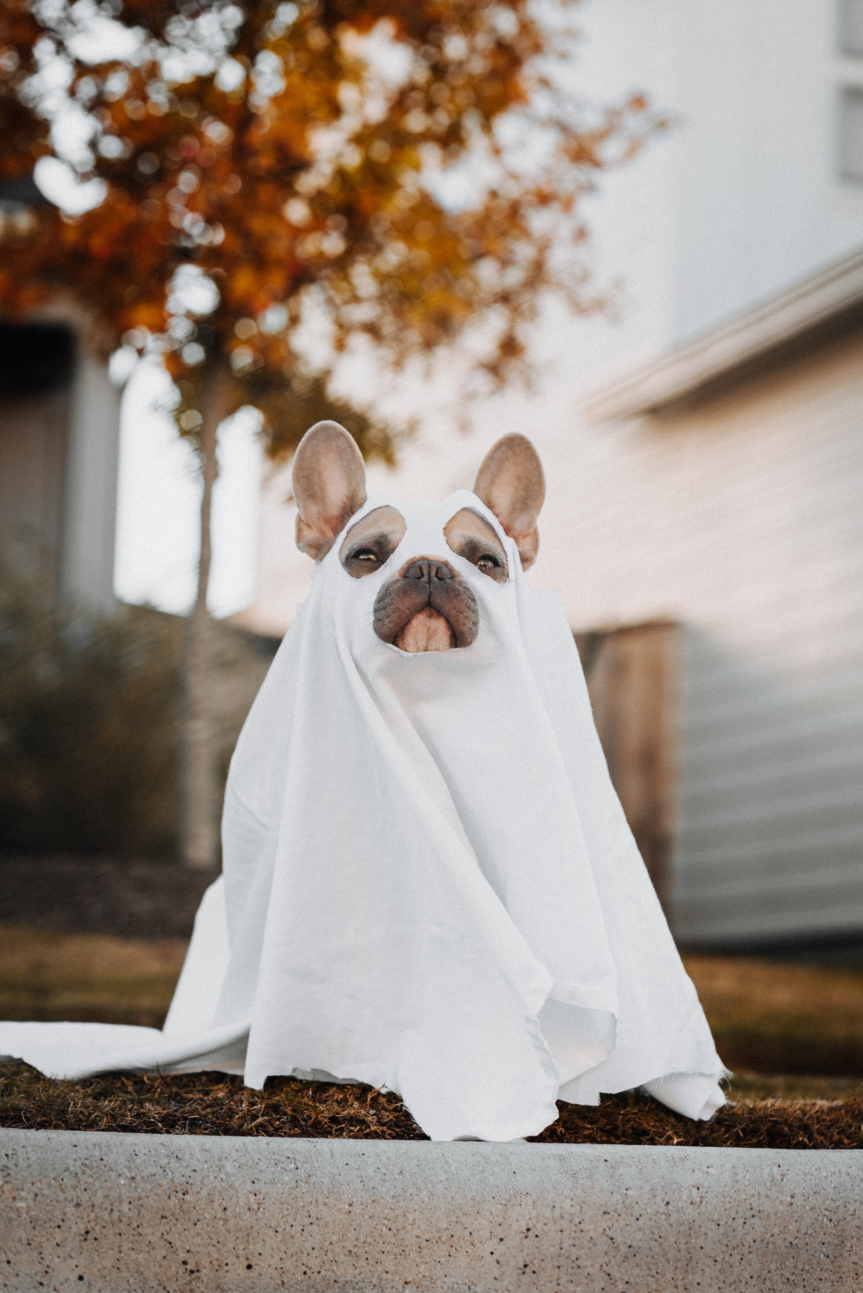 chien costume halloween