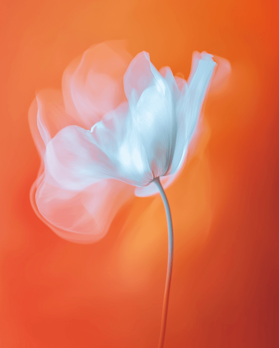 A delicate white flower with translucent petals against a vibrant orange background, creating a dreamy and ethereal effect.