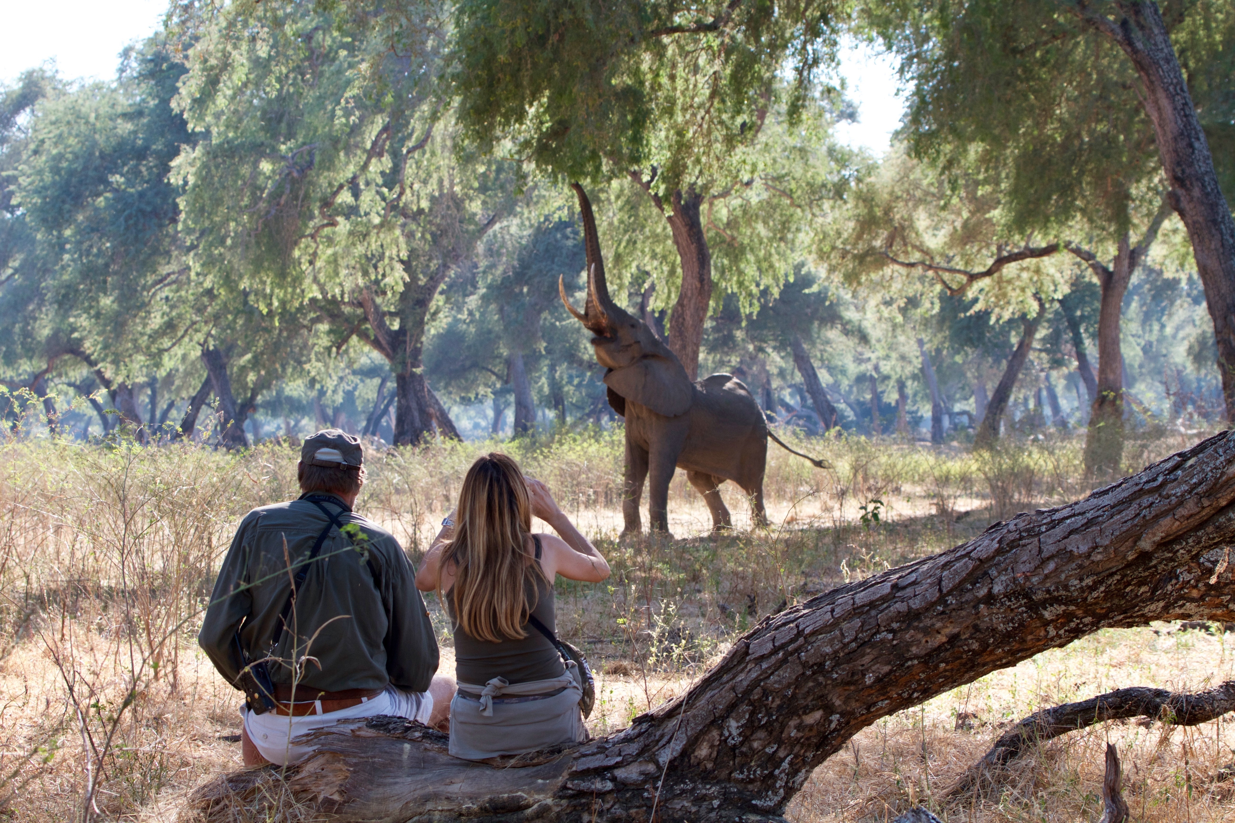 Man and woman sit on a tree while looking at an elephant foraging for food in a tree in Zimbabwe
