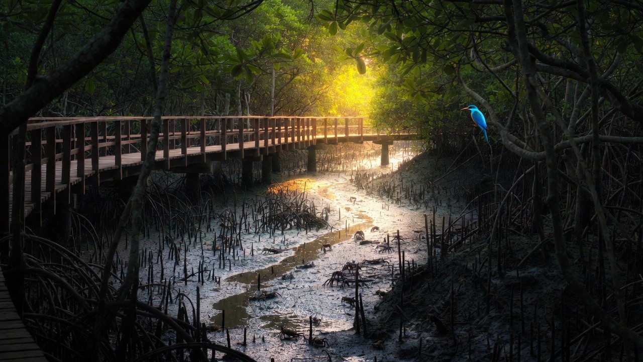 The Mangrove Boardwalk