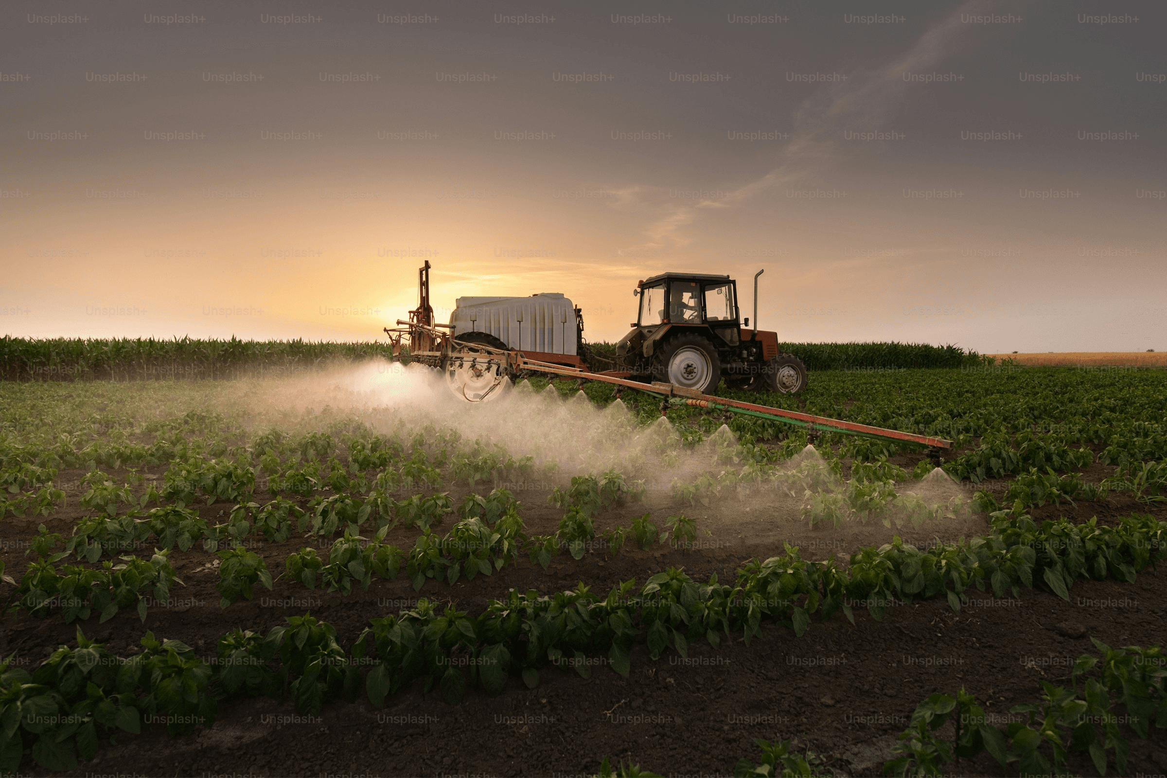 A tractor in a large field at sunset, spreading material over crops.