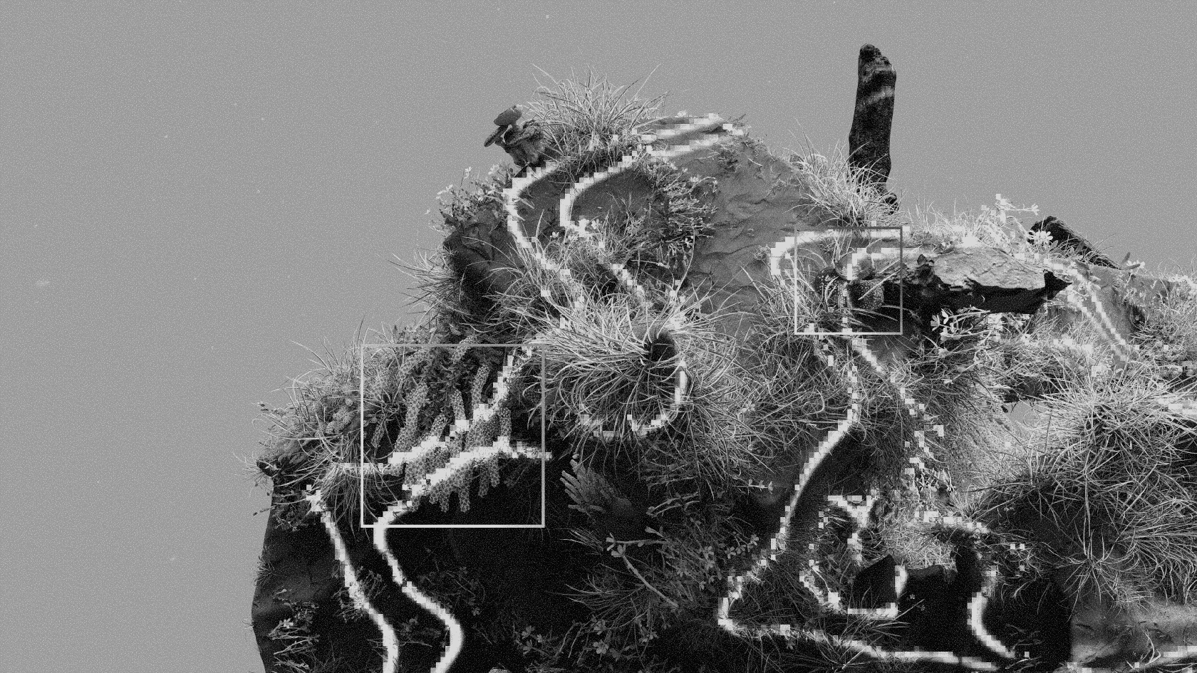 A textured organic cluster resembling lichen or moss with fine structural detail