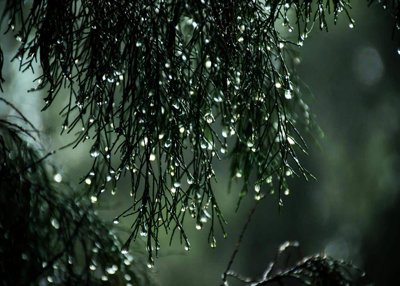 Leaves with raindrops dripping from ends