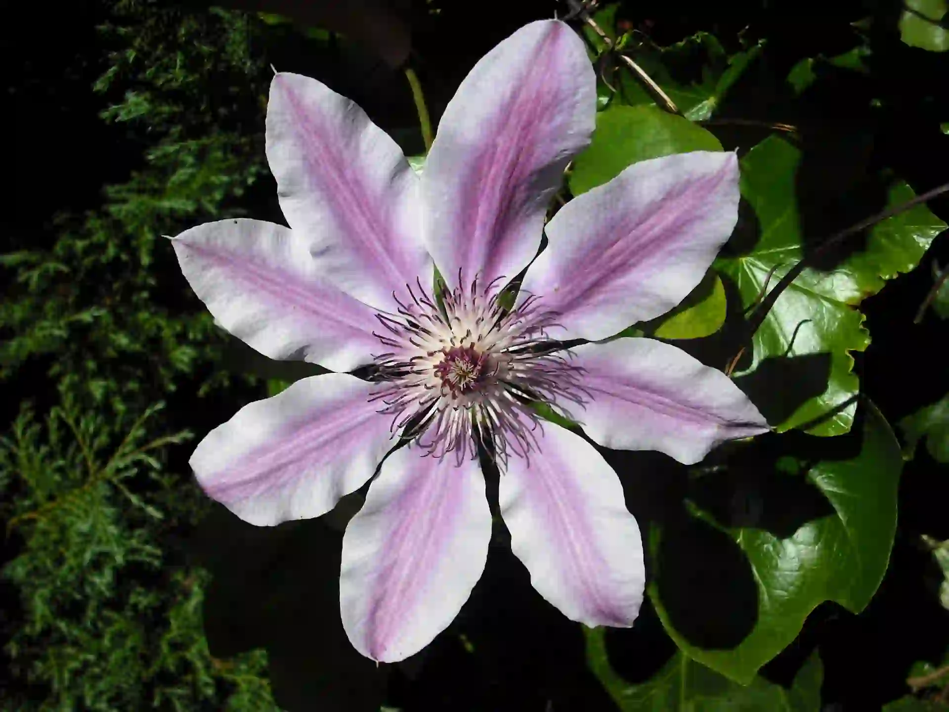 Clematis Pflanze von oben