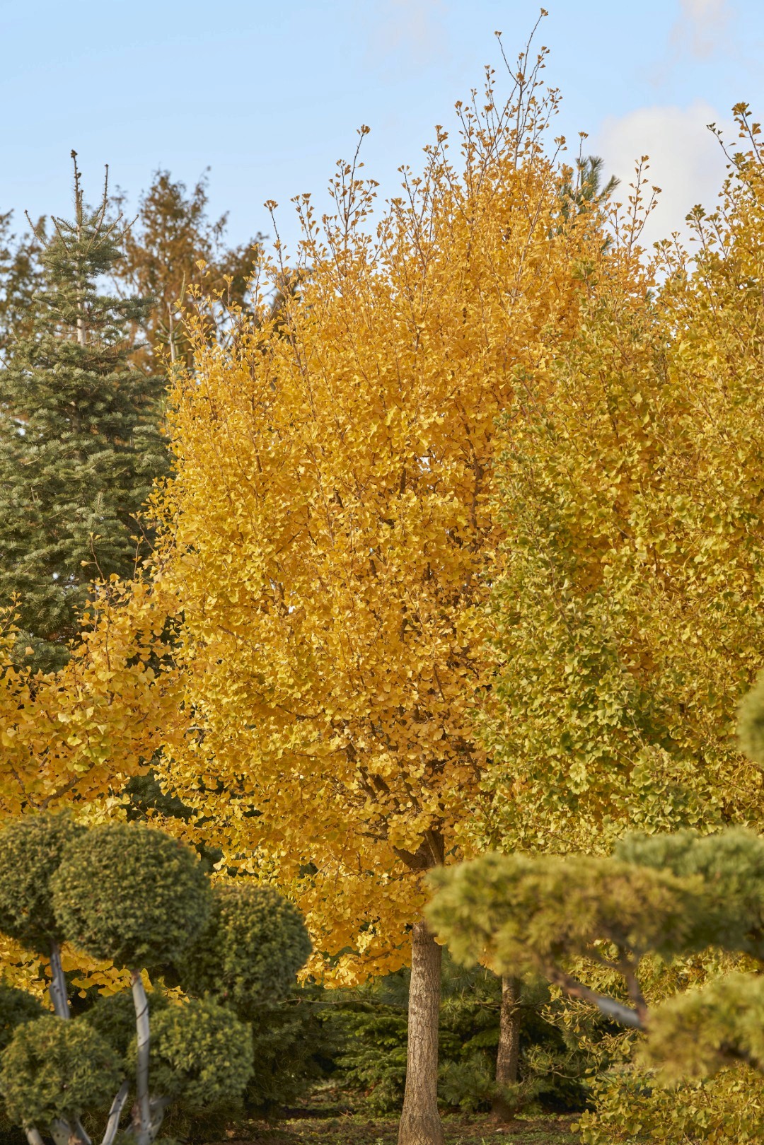 Ginkgo biloba ‘Tit’ mit aufrechtem Wuchs und dichter Krone aus fächerförmigen, goldgelb gefärbten Blättern.