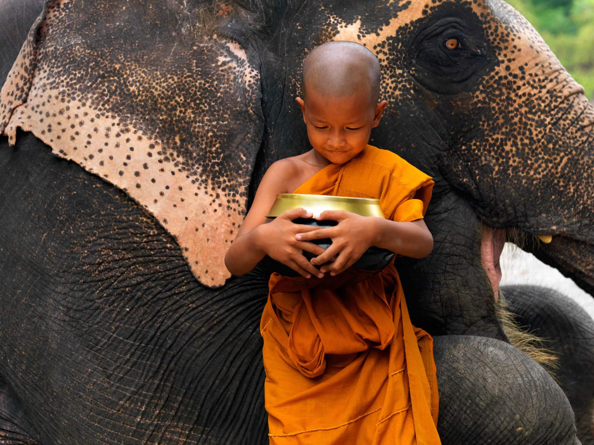 Strength in Stillness: A Boy, an Elephant, and the Art of Receiving in Thailand