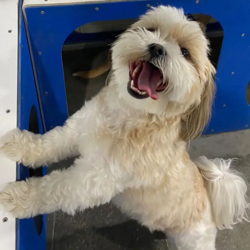 A dog smiling in a Dogdrop daycare dog park