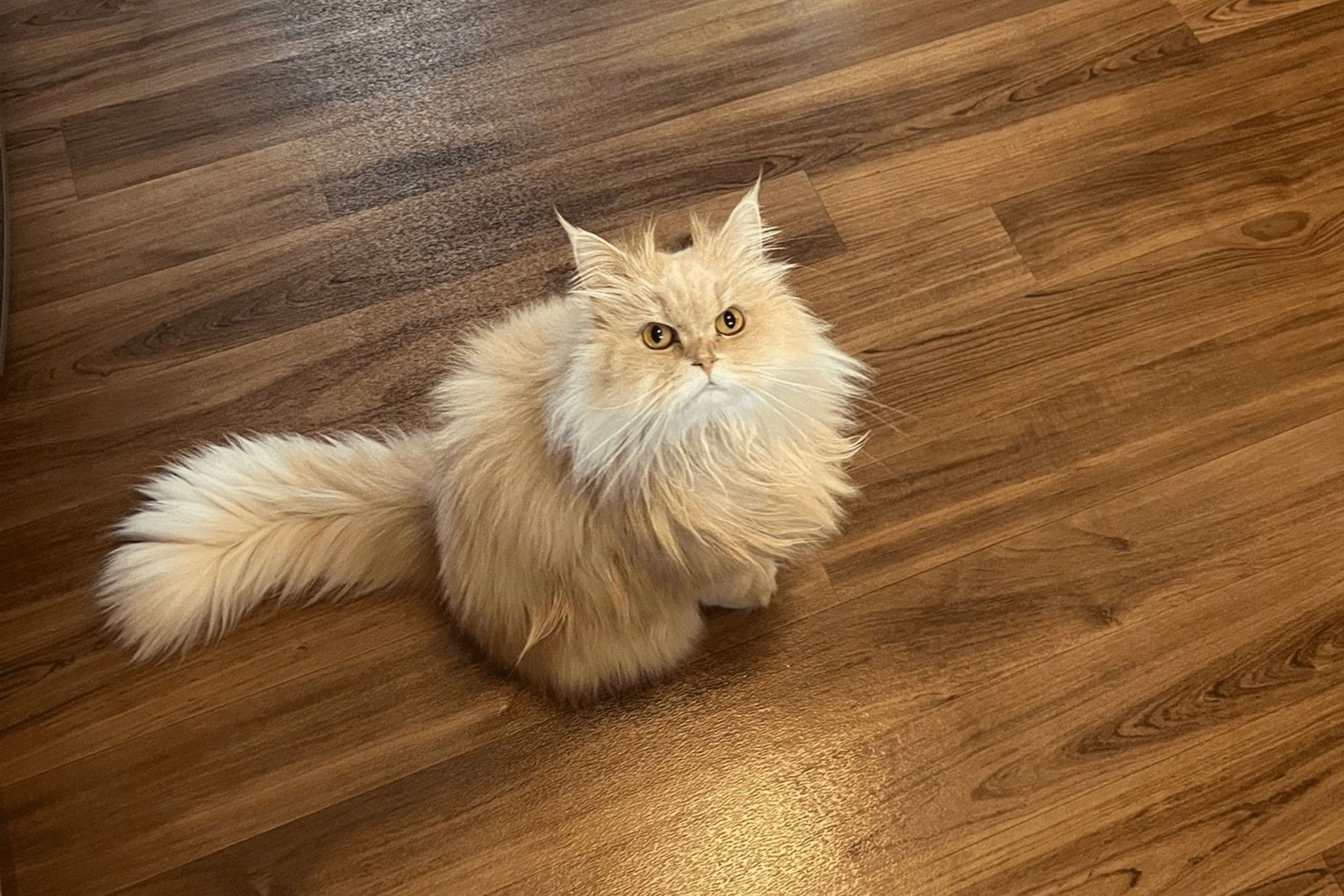 A cat is looking up while sitting down on the wooden floors.
