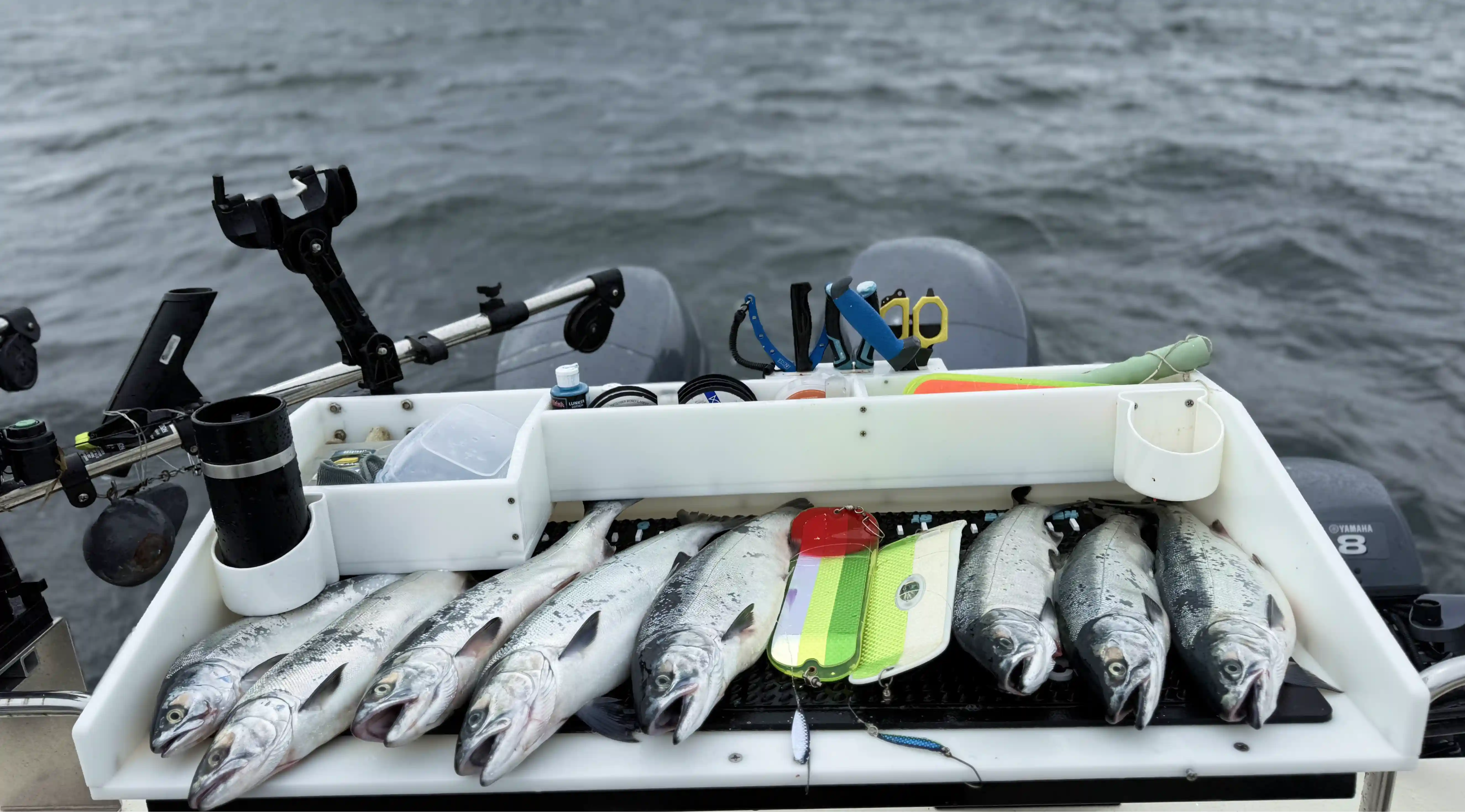 Freshly caught salmon