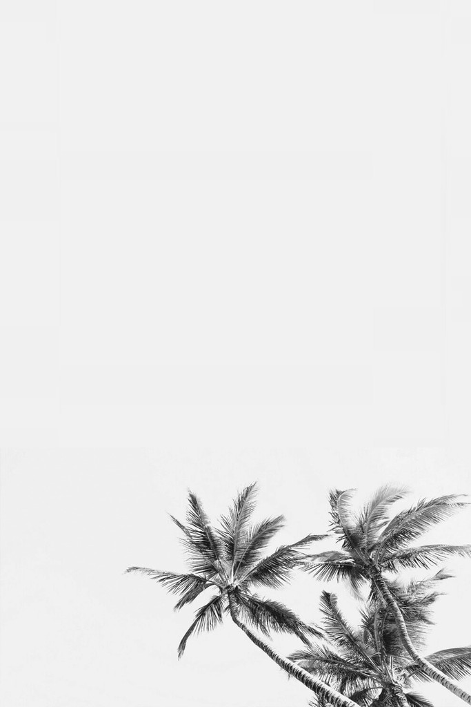 Tropical palm tree branches against a white sky