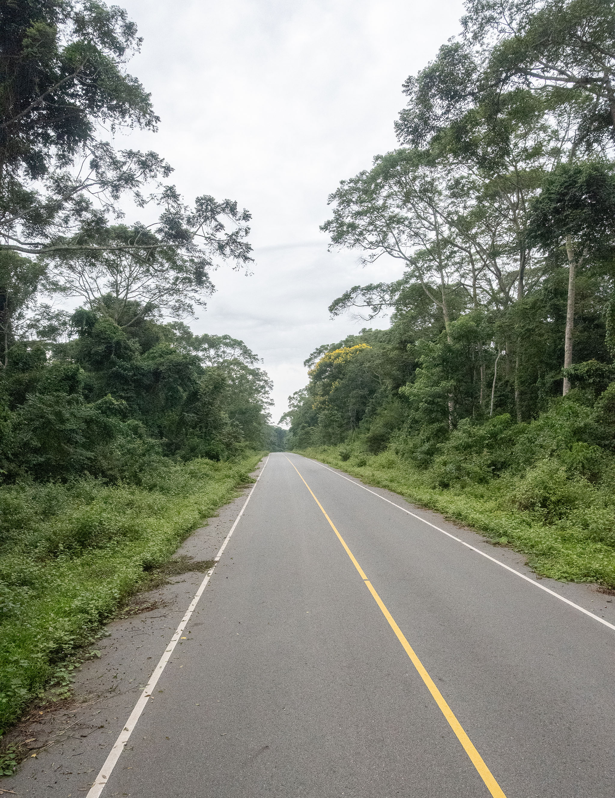 Budongo Forest