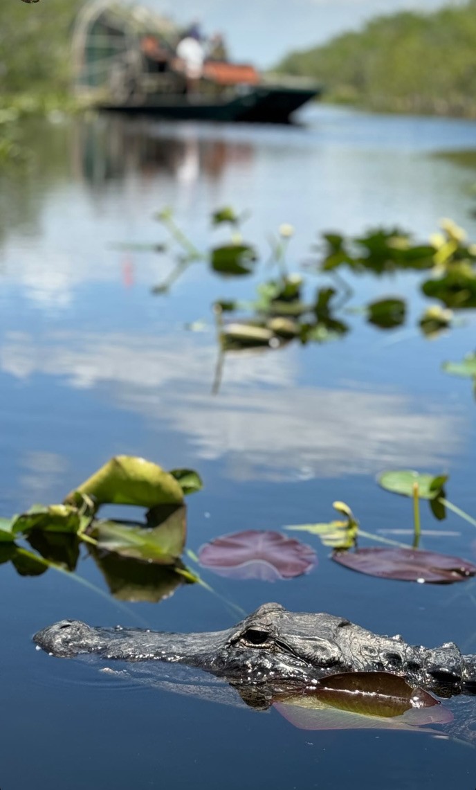 A boat moving through Everglades wetlands