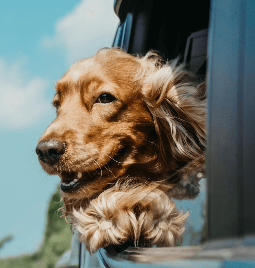 Golden dog enjoying a fresh clean coat after grooming