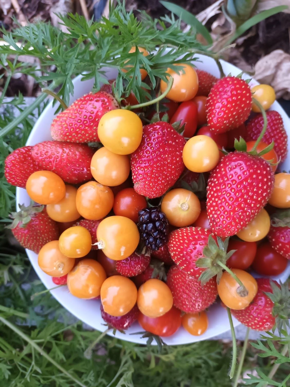 Freshly picked mixed berries