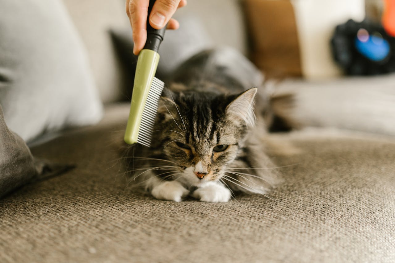 Person using a flea comb on a tabby cat lying on a sofa to check for cat fleas.