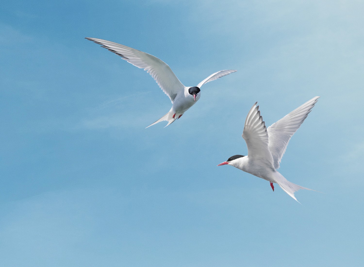 Zwei Möwen fliegen frei vor einem klaren, blauen Himmel und wirken dynamisch und elegant in ihrer Bewegung.