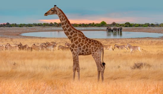 Etosha National Park