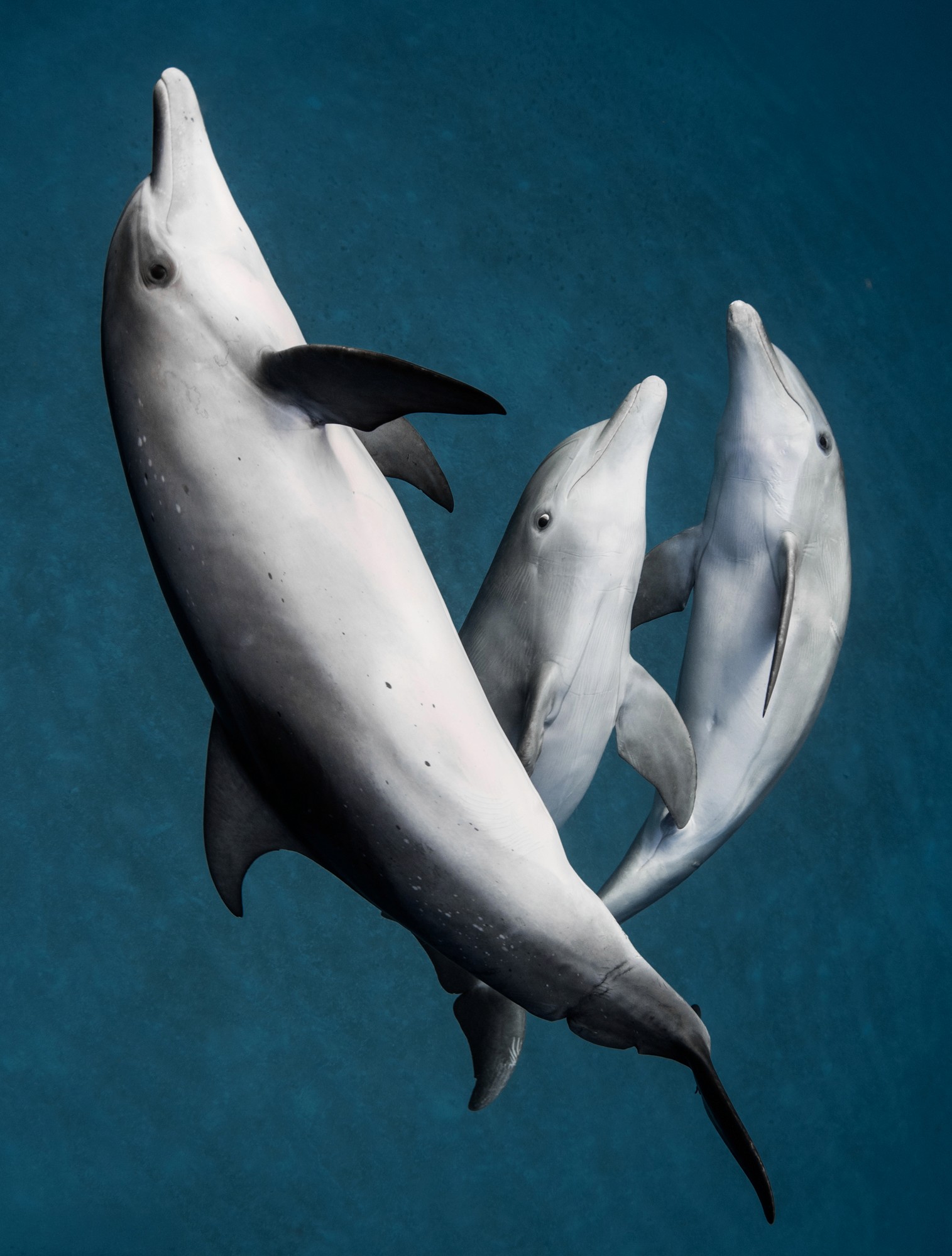 close up of dolphins