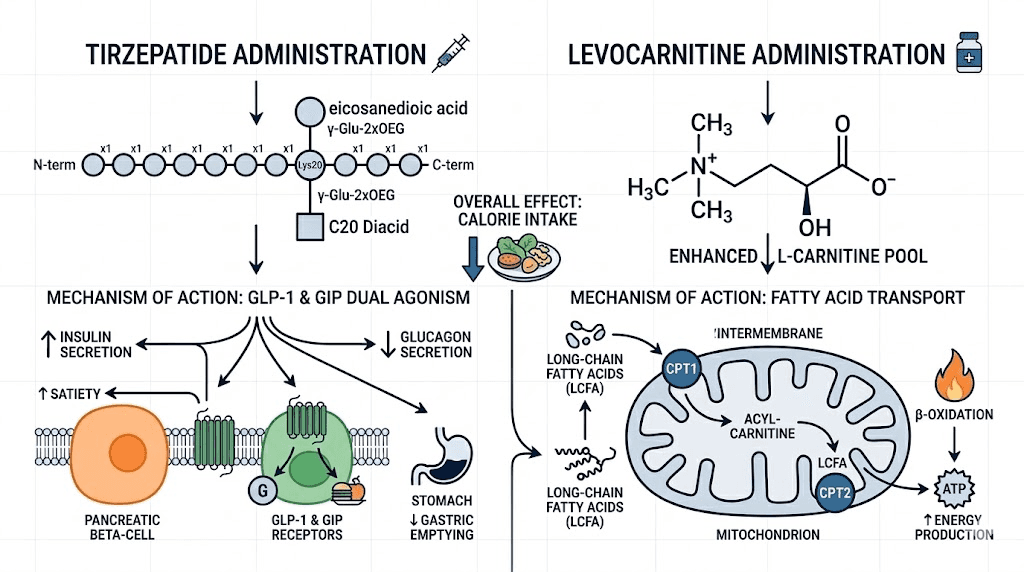 How tirzepatide and levocarnitine work together for weight loss